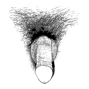 Sketch of penis