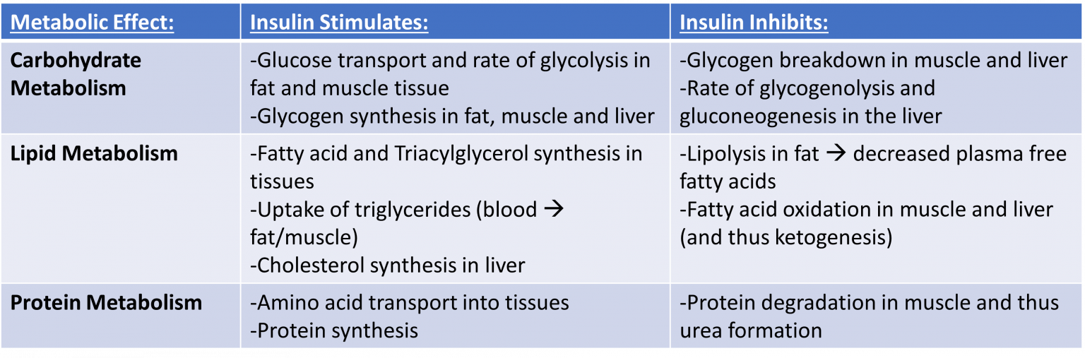 Endogenous vs. Exogenous Insulin – General Inpatient Management of ...