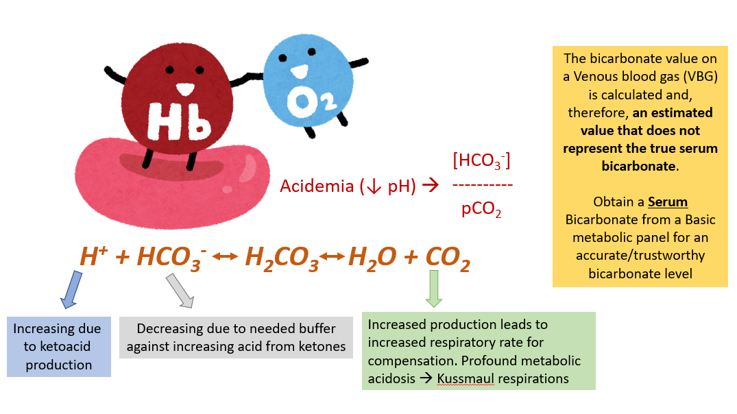 The biochemical exchange of oxygen and carbon dioxide in the blood is balanced as represented by the chemical reaction: Hydrogen cations increase due to ketoacid production while bicarbonate (HCO3-) decreases due to needed buffer against increasing acid (H+) from ketone production. This pushes the reaction to the right leading to increased production of CO2 which must be exhaled and causes the increased respiratory rate needed for compensation in DKA (Kussmaul respirations). It should be noted that bicarbonate values on a venous blood gas (VBG) are calculated and therefore, only an estimated value of the serum bicarbonate. A serum bicarbonate from a basic metabolic panel is therefore, more trustworthy than the bicarbonate reported on the VBG when evaluating patients for DKA.