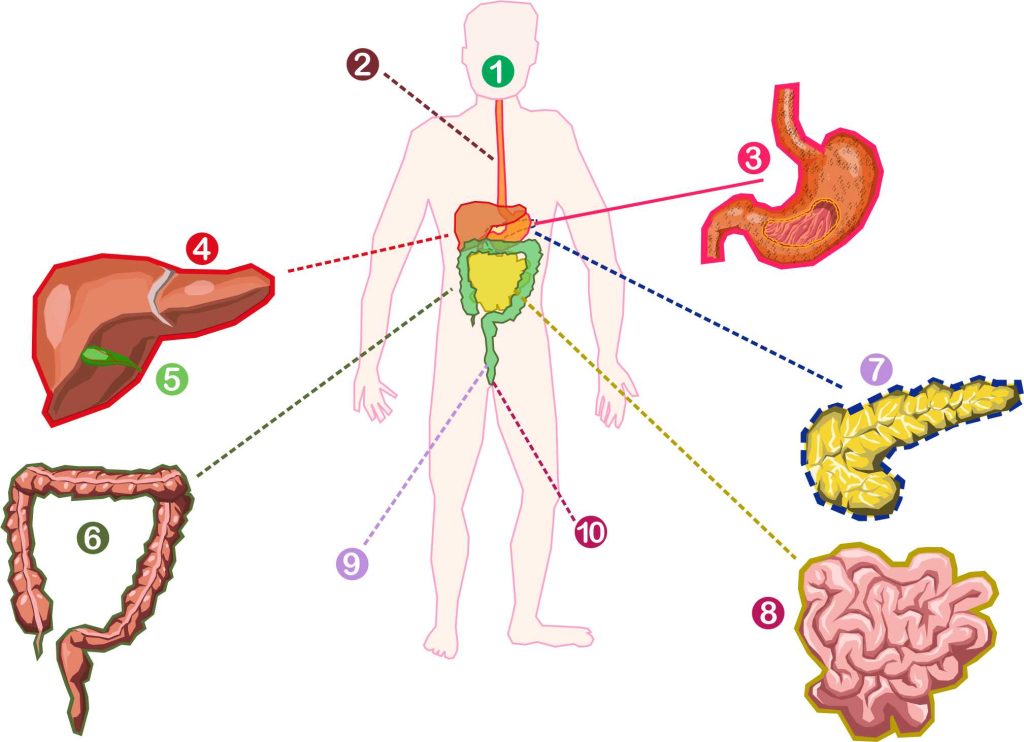 Las partes del sistema digestivo