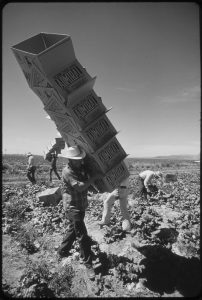 Mexican workers collect lettuce in a field in the U.S.