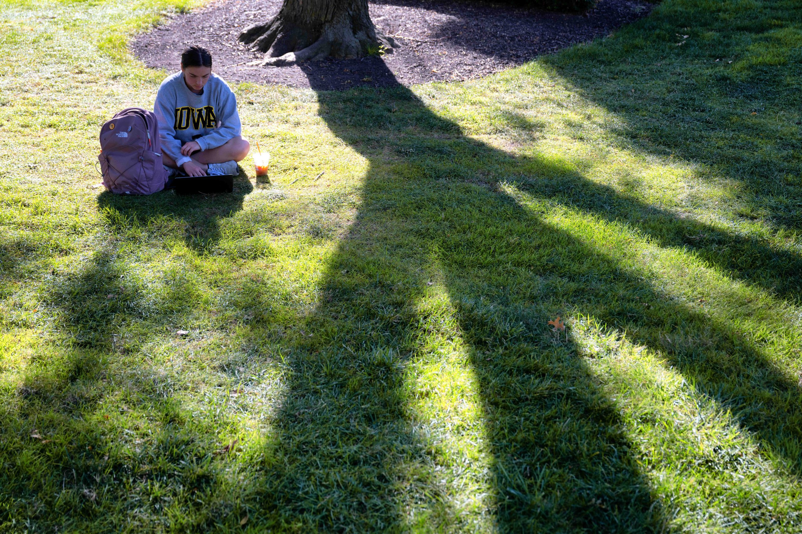 A student is sitting in the grass near a large tree, working on their laptop.