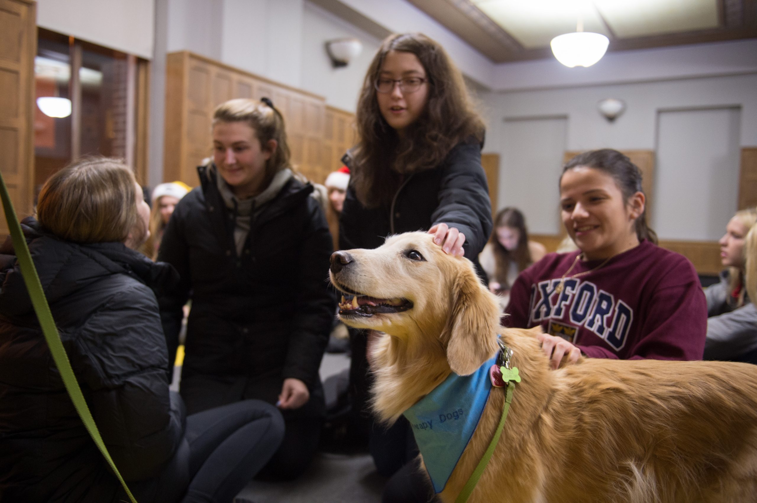 A group of students surround a large white and orange therapy dog. One of the students is petting the dog on its head.