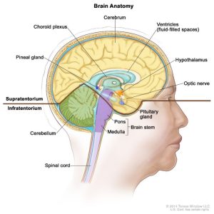 Demonstrates the most pertinent anatomy of the cranial cavity separated by the tentorium.