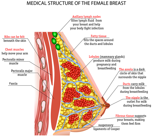 Anatomy image of the breast