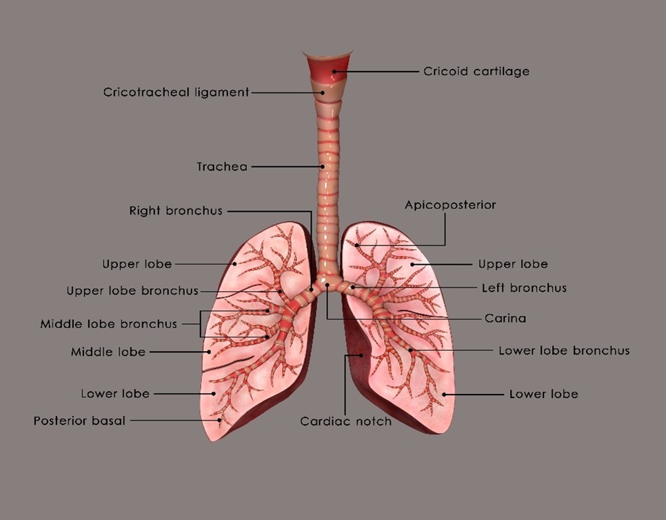 Structures of the respiratory system.