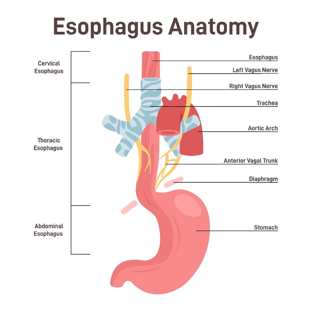 Esophagus Anatomy.