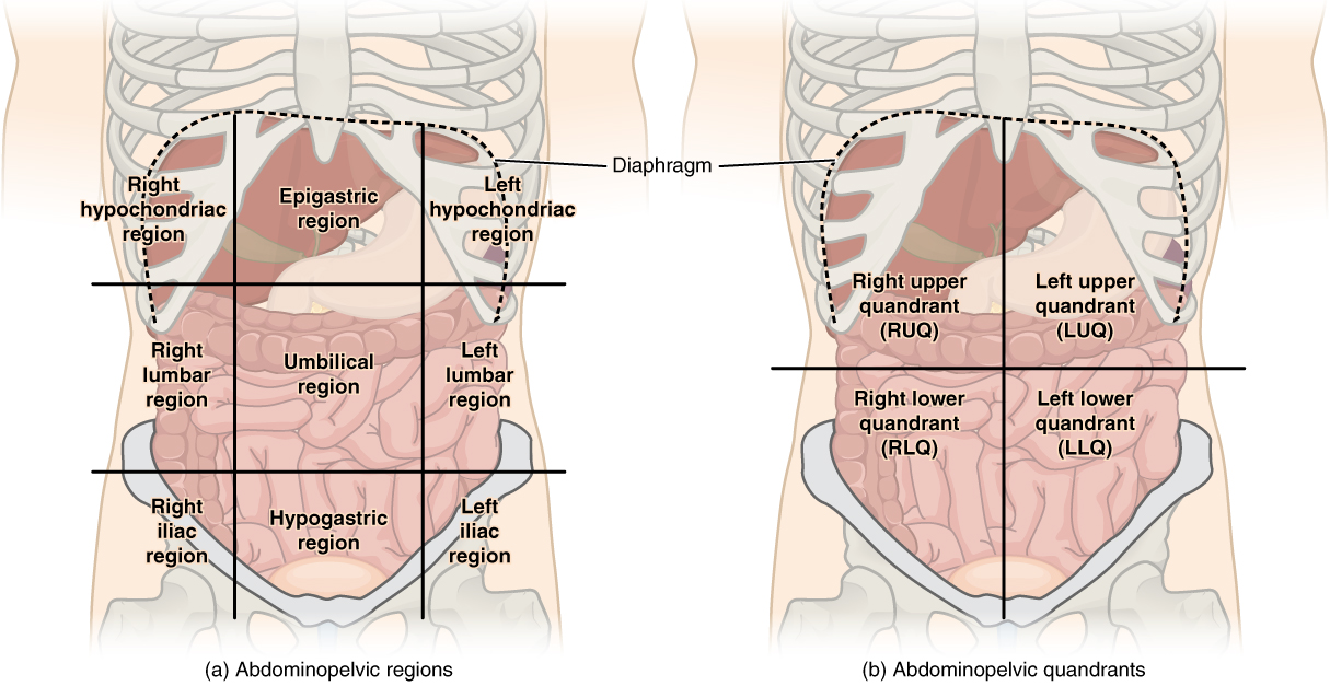 Abdominopelvic regions and quadrants.