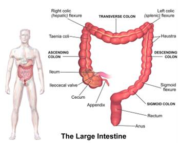 Anatomy of the colon.