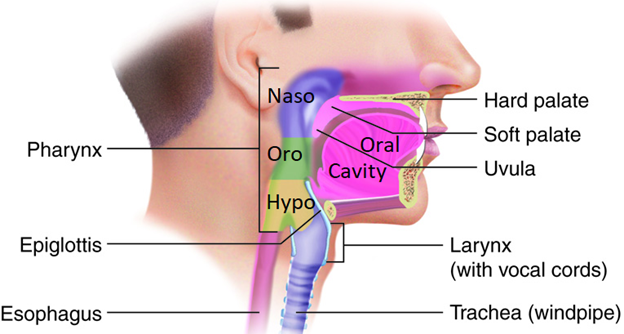 Anatomical divisions and major structures of the head and neck.
