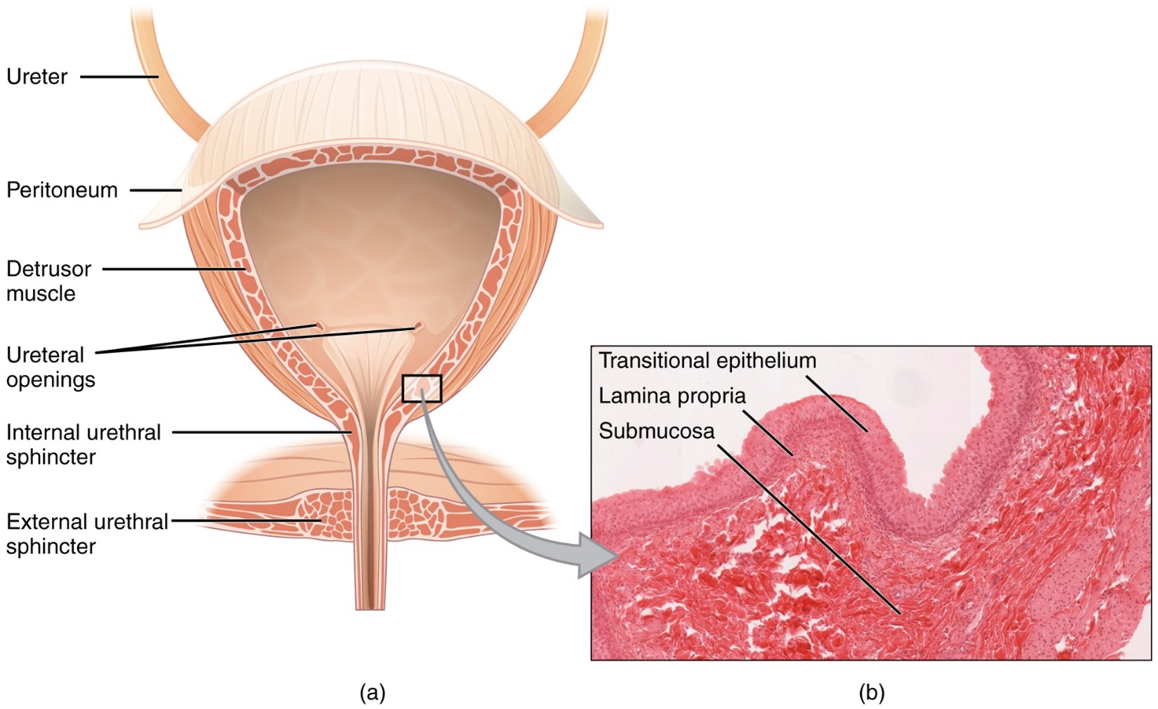 Anatomy of the bladder. Note the trigone is the triangular floor of the bladder between the ureteral opening and the urethra.