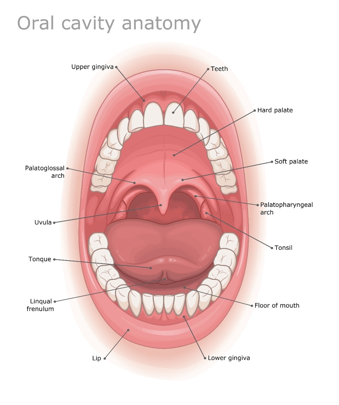 Anatomy of the oral cavity.