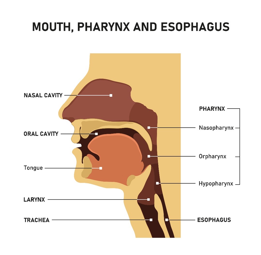 Anatomical divisions and major structures of the head and neck.