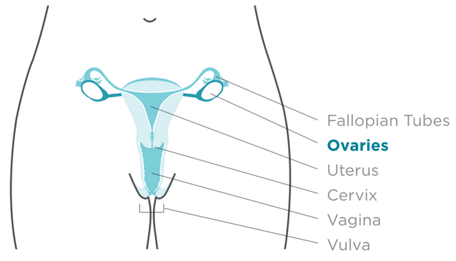 Gynecological structures of the female Major anatomy of the female pelvis.