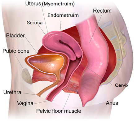 Major anatomy of the female pelvis.