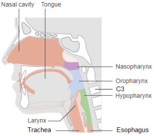 Hypopharynx – Localization & Treatment Procedures in Radiation Therapy