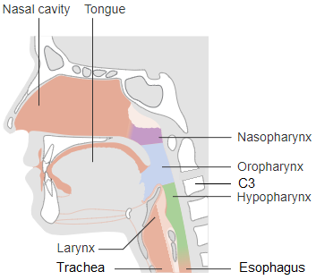 Divisions of they pharynx demonstrating the superior aspect of the hypopharynx at C3.