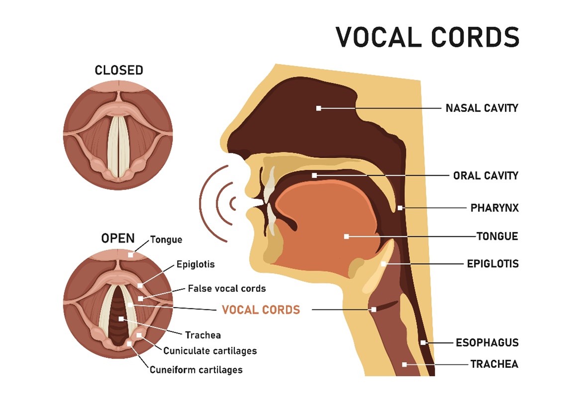 Anatomy of the larynx and and vocal cords. Note: anatomically, the false vocal cords are located superiorly to the true vocal cords.