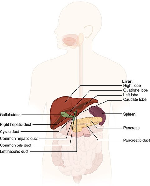 Pancreas and surrounding anatomy.