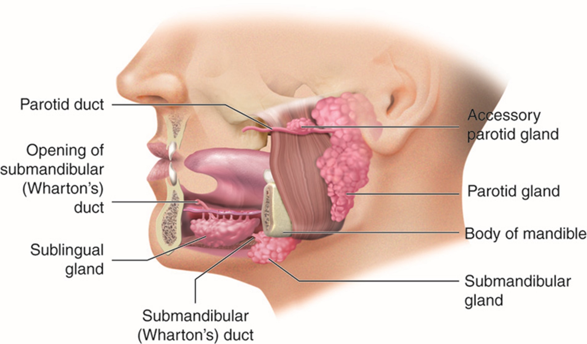 Salivary glands of the head and neck.