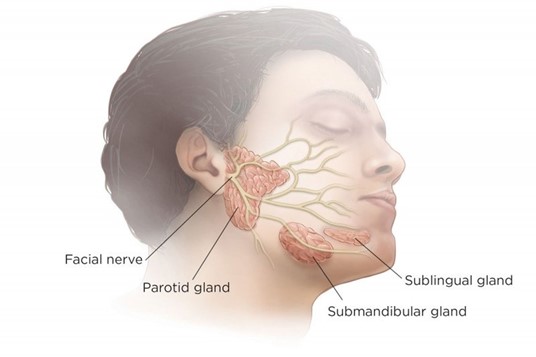 Facial nerve location relative to the salivary glands.
