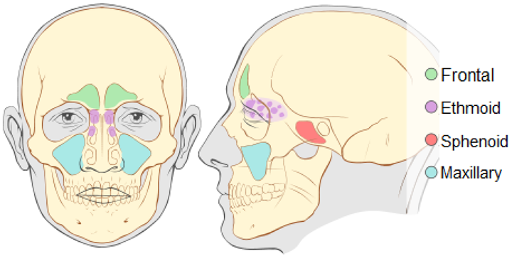 Cranial sinuses.