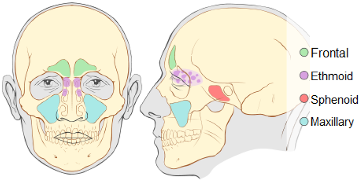 Sinuses – Localization & Treatment Procedures in Radiation Therapy