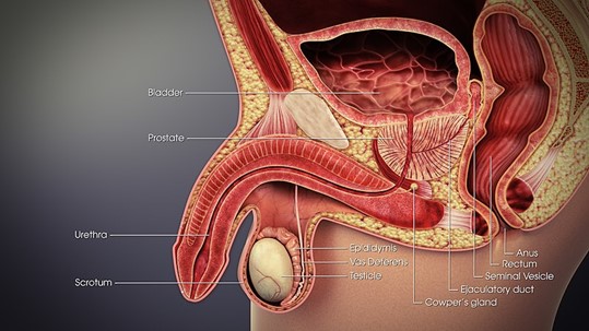 Anatomy of the male pelvis.