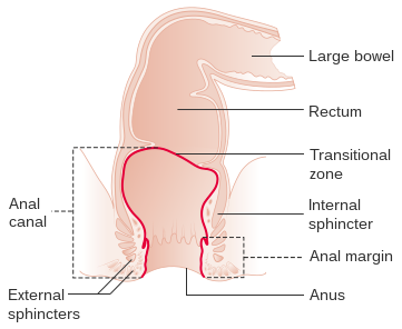 Anatomy of the rectum and anus.