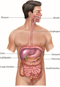 Major organs of the digestive system