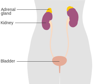 Anatomy image demonstrating the location of the adrenal glands relative to the kidneys, ureters, and bladder.