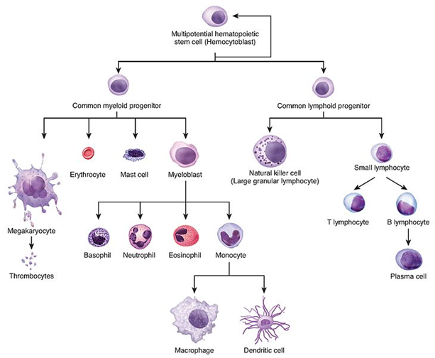 Hematopoiesis