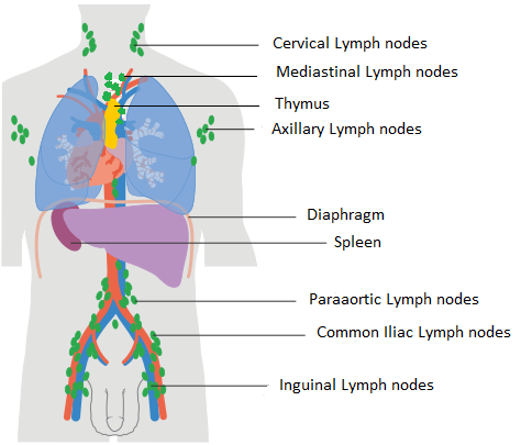 Lymph node diagram