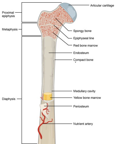 Anatomy of a long bone. Certain bone cancers tend to arise in specific regions—such as the diaphysis, metaphysis (near the growth plate), or epiphysis.