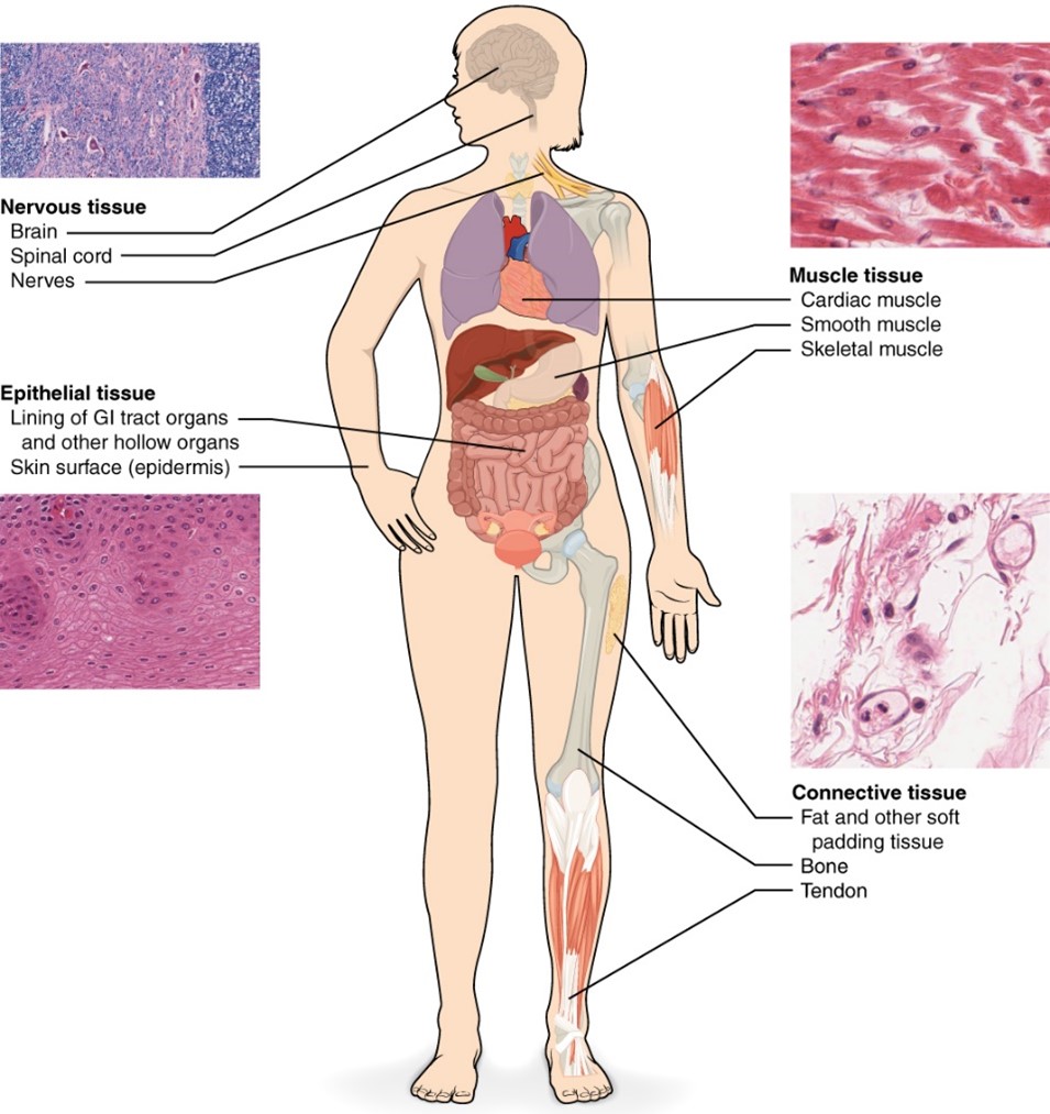 Figure 3. Shows various connective and muscle tissues. Notably, skeletal muscles are voluntary and are referred to as “rhabdo,” whereas smooth muscles are involuntary (autonomic) and are termed “leio.”