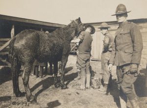 Man with horse