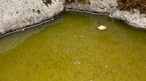 "Climate Change Is Driving the Expansion of Zoonotic Diseases." Research Outreach, 30 Apr. 2020, https://researchoutreach.org/articles/climate-change-driving-expansion-zoonotic-diseases-2/.