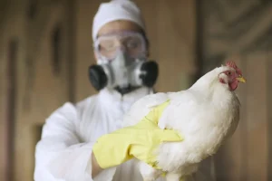 Greenfield, Beth. "Top Virologists Raise Alarm Over Potential for Bird Flu Pandemic." Fortune, 30 Apr. 2025, https://fortune.com/article/bird-flu-world-leaders-prepare-pandemic/.