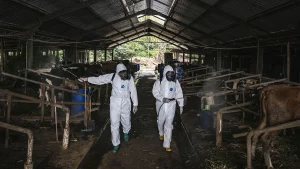 Lee, Kelley. "The Global Governance of Emerging Zoonotic Diseases." Council on Foreign Relations, 13 Feb. 2023, https://www.cfr.org/report/global-governance-emerging-zoonotic-diseases.