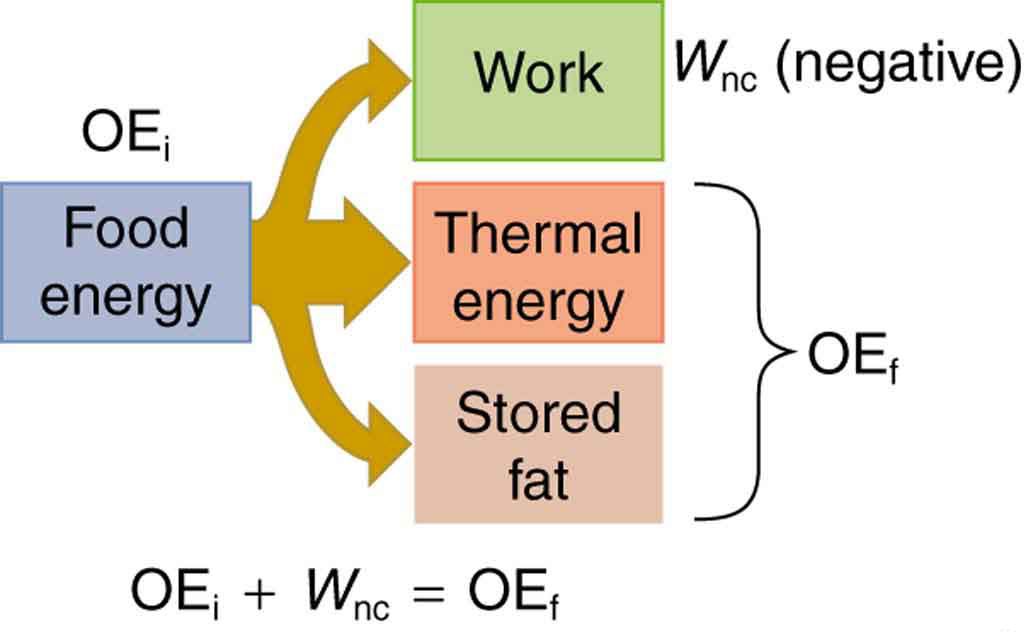 A schematic diagram of energy consumed by humans and converted to various other forms is shown. Food energy is converted into work, thermal energy, and stored fat depicted by an arrow branching out of food energy and ending at these three forms. Stored fat plus thermal energy is equal to the final other energy, labeled O E sub f, and nonconservative work is shown by W sub n c, which is negative, so the initial other energy, labeled O E sub i, plus W sub n c is equal to O E sub f .