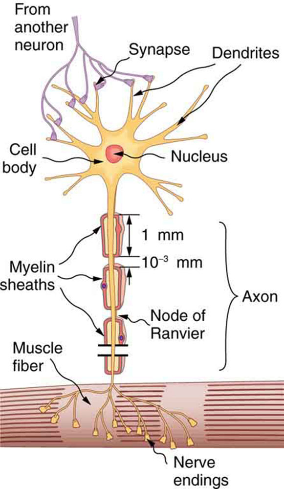 The figure describes a neuron. The neuron has a cell body with a nucleus at the center represented by a circle. The cell body is surrounded by many thin, branching projections called dendrites, represented by ribbon-like structures. The ends of some of these dendrites are shown connected to the ends of dendrites from another neuron at junctions called synapses. The cell body of the neuron also has a long projection called an axon, represented as a vertical tube reaching downward and ending with thin projections inside a muscle fiber, represented by a tubular structure. The ends of the axon are called nerve endings. The axon is covered with myelin sheaths, each of which is one millimeter in length. The myelin sheaths are separated by gaps, called nodes of Ranvier, each of length zero point zero zero one millimeter.