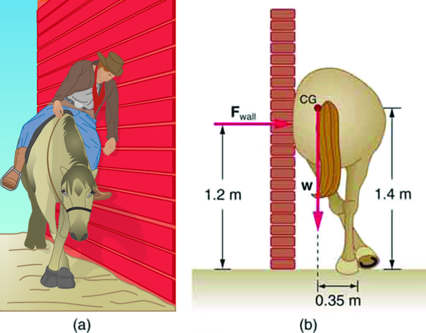 In part a, a horse is standing next to a wall with its legs crossed. A sleepy-looking rider is leaning against the wall. Part b is a drawing of the same horse from a rear view, but this time with no rider. The horse is crossing its rear legs, and its rump is leaning against the wall. The reaction of the wall F is acting on the horse at a height one point two meters above the ground. The weight of the horse is acting at its center of gravity near the base of the tail. The center of gravity is one point four meters above the ground. The line of action of weight is zero point three five meters away from the feet of the horse.