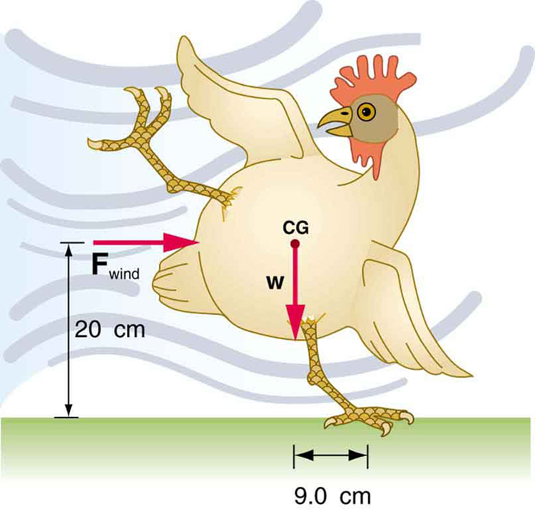A chicken is trying to balance on its left foot, which is 9 point zero centimeters to the right of the chicken. The force of the wind is blowing from the left toward the chicken’s center of gravity c g, which is 20 cm above the ground. The weight of the chicken w is acting at the center of gravity.
