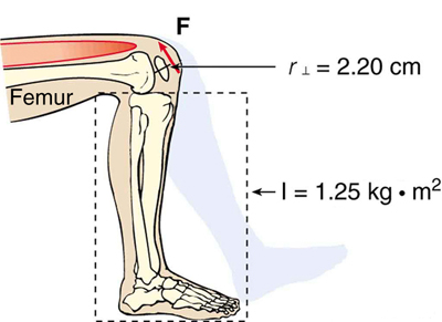 The figure shows a human leg, from the thighs to the feet which is bent at the knee joint. The radius of curvature of the knee is indicated as r equal to two point two zero centimeters and the moment of inertia of the lower half of the leg is indicated as I equal to one point two five kilogram meter square. The direction of torque is indicated by a red arrow in anti-clockwise direction, near the knee.
