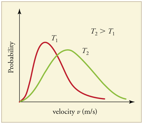 Two distributions of probability versus velocity at two different temperatures plotted on the same graph. Temperature two is greater than Temperature one. The distribution for Temperature two has a peak with a lower probability, but a higher velocity than the distribution for Temperature one. The T sub two graph has a more normal distribution and is broader while the T sub one graph is more narrow and has a tail extending to the right.