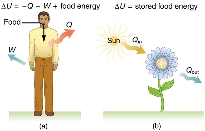 Part a of the figure is a pictorial representation of metabolism in a human body. The food is shown to enter the body as shown by a bold arrow toward the body. Work W and heat Q leave the body as shown by bold arrows pointing outward from the body. Delta U is shown as the stored food energy. Part b of the figure shows the metabolism in plants .The heat from the sunlight is shown to fall on a plant represented as Q in. The heat given out by the plant is shown as Q out by an arrow pointing away from the plant.