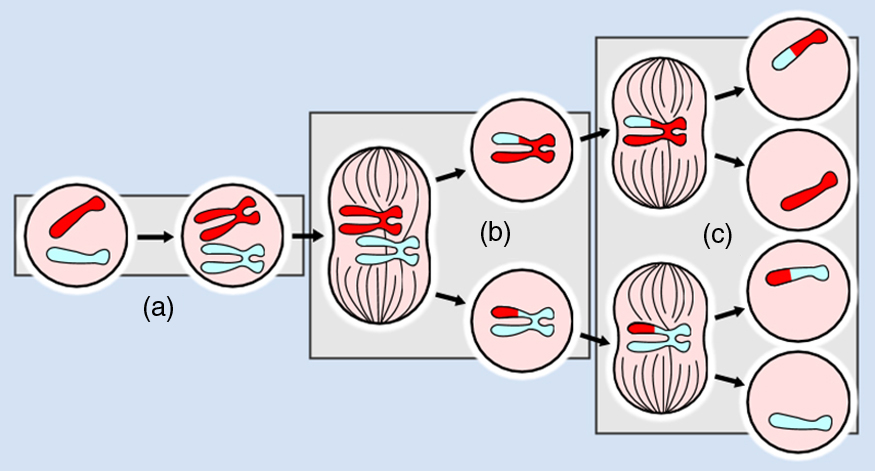 The figure gives an artist's view of different stages of meiosis.