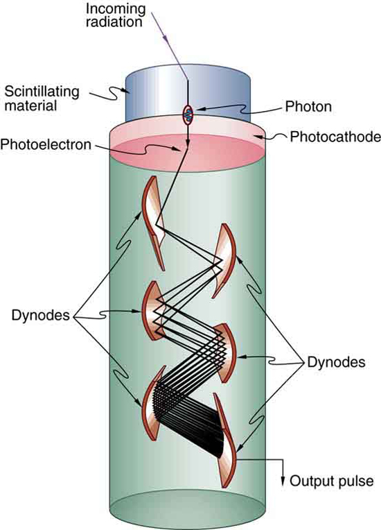 A cylindrical tube contains several curved plates labeled dynodes. Incoming radiation passes through a scintillating material at the top of the cylindrical tube. The photon thus produced generates a photoelectron at the photocathode and the photoelectron is then multiplied by collisions at the several successive dynodes, creating a sizable output electric pulse.