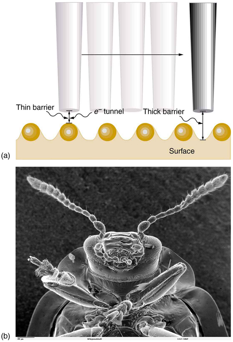 Figure a shows a wavy surface with a taper cylindrical probe traveling horizontally toward right. Wherever there is a crest the barrier between probe and surface is thick and the barrier is thin when there is a hill on the surface. Figure b shows a scanning tunneling electron microscope image of an insect.