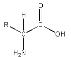 General structural formula of an amino acid